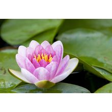 Fresh Pink Water Lily Wall Mural