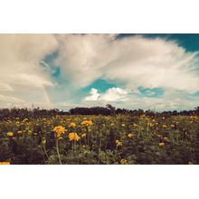 Field Of Marigolds Wall Mural