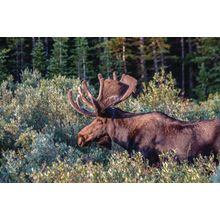 Morning Moose Wall Mural
