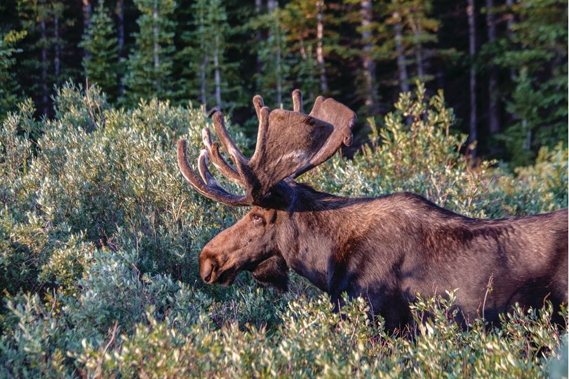 Morning Moose Mural - Murals Your Way