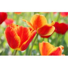 Close Up Red And Yellow Tulips Wall Mural