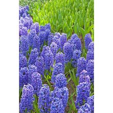Field Of Purple Hyacinths Wall Mural