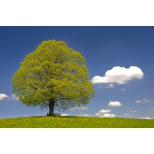 Linden Tree Wall Mural