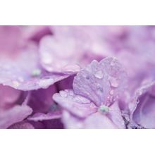 Macro View Of Hydrangea Wall Mural