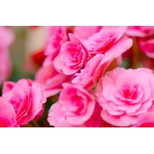 Pink Begonias Wall Mural