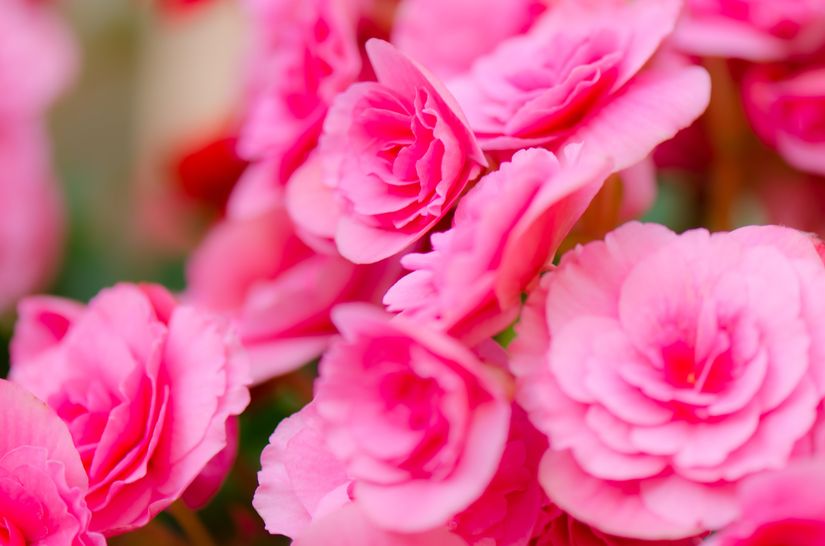 Pink Begonias Wall Mural - Murals Your Way