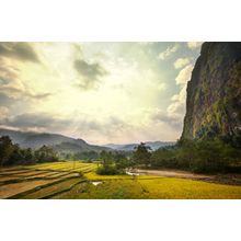 Fields In Laos Wall Mural