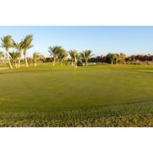 Golf Course Palm Trees Wall Mural