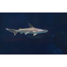 Hammerhead Shark Wall Mural