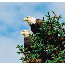 Nesting Eagles Wall Mural