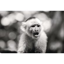 Capuchin Monkey Wall Mural