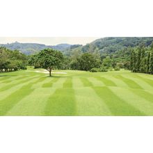 Golf Course Trees Wall Mural