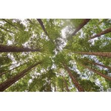 Looming Sequoias Wall Mural