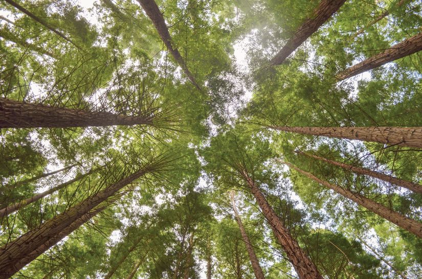 sequoia-trees-viewed-from-a-low-angle