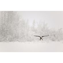 Eagle In The Snow Wall Mural