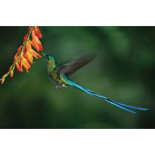 Longtailed Sylph Wall Mural