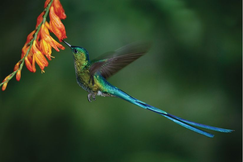 Longtailed-Sylph-hummingbird