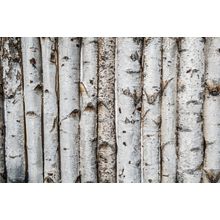 Birch Wooden Background Wall Mural