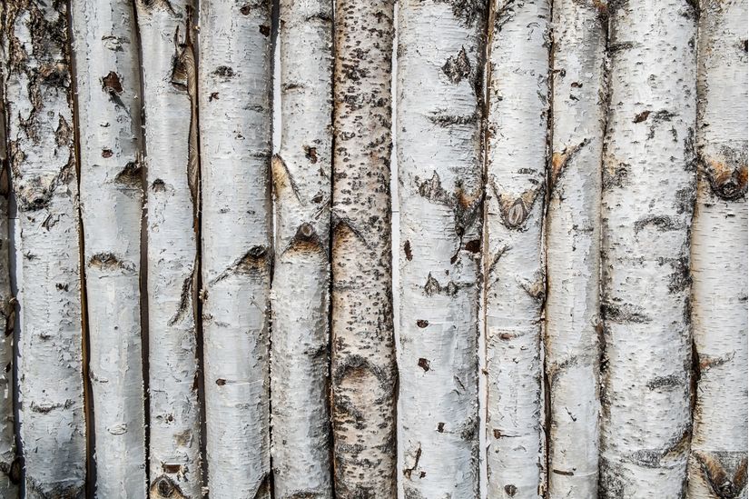 Pieces Of Birch Bark Wallpaper Mural