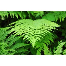 Fern Frond Close Up Wall Mural