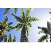 Tropical Palm Trees Overhead Wall Mural