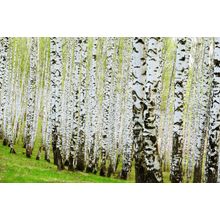 Artistic Birch Trees Wall Mural
