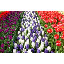 Dutch Bulb Field With Colorful Tulips Wall Mural