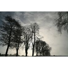Trees Against A Grey Sky Wall Mural
