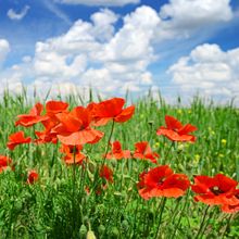 Cheerful Poppies Wall Mural