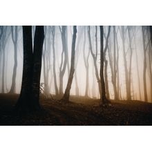 Fantasy Forest Fog Wall Mural