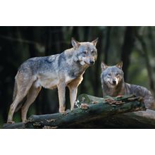 Timber Wolf Pair Wall Mural