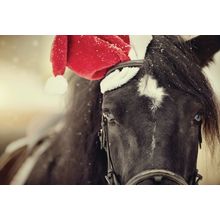 Festive Horse Wall Mural