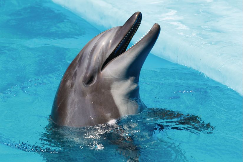 happy　dolphin Happy Dolphin Mural - Murals Your Way