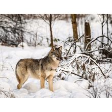 Gray Wolf in Winter Wall Mural