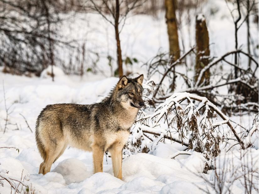 lone-gray-wolf-stands-among-snow-covered-trees