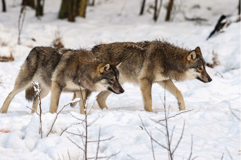 Two-gray-wolves-crouch-and-prowl-in-a-winter-landscape