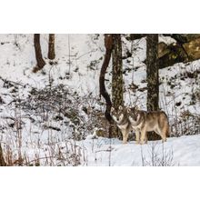 Gray Wolf Pair Wall Mural