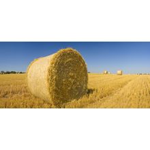 Golden Hay Bales On A Clear Summer Day Wallpaper Mural