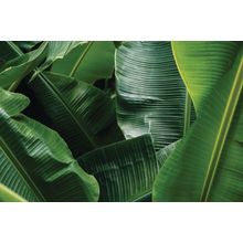 Big Green Banana Leaves Wall Mural