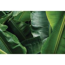 Big Green Banana Leaves Wall Mural