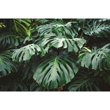 Green Leaves Of Monstera Philodendron Wall Mural