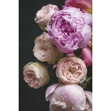 Peonies And Roses Bouquet Wall Mural