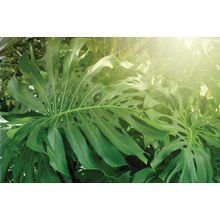 Tropical Monstera Plants Wall Mural