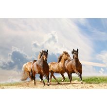 A Horse Race Wall Mural