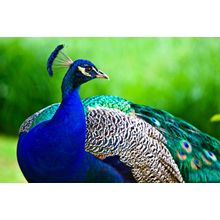 Pretty Peacock Wall Mural