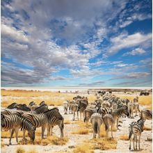 The Waterhole Wall Mural