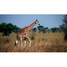 Giraffe Trot Wall Mural