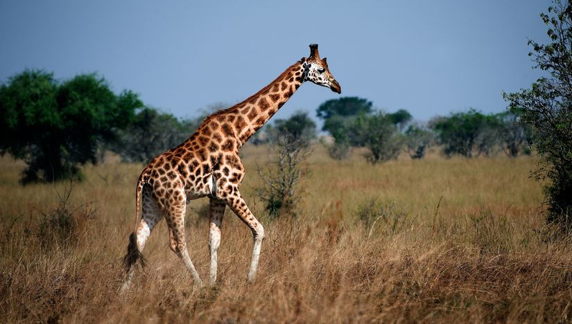 A-giraffe-walking-across-a-grassy-field-in-the-African-savanna