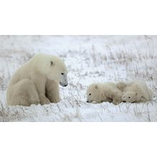 Polar Bear and Cubs Wallpaper Mural