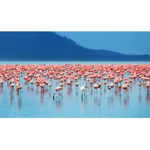 Lake Flamingo Mural Wallpaper